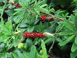 Attēlu rezultāti vaicājumam “Daphne mezereum fruit”