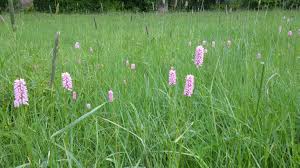 Attēlu rezultāti vaicājumam “Bistorta major”