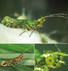 Attēlu rezultāti vaicājumam “Glyphipterigidae”