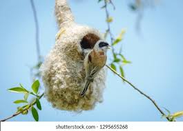 Attēlu rezultāti vaicājumam “Remiz pendulinus”