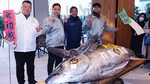 Image result for giant tuna