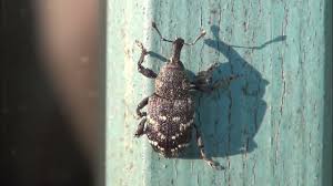 Attēlu rezultāti vaicājumam “Hylobius abietis”