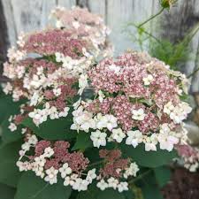 Attēlu rezultāti vaicājumam “Hydrangea arborescens subsp. discolor flower”