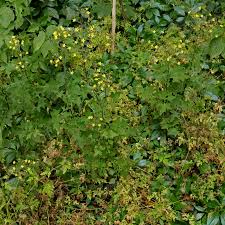 Attēlu rezultāti vaicājumam “Mycelis muralis”