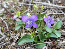 Attēlu rezultāti vaicājumam “Viola canina flower”