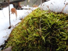 Attēlu rezultāti vaicājumam “Callicladium haldanianum”