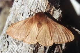 Attēlu rezultāti vaicājumam “Lasiocampa trifolii”