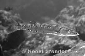 Image result for Sphyraena barracuda