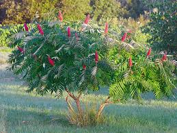 Attēlu rezultāti vaicājumam “Rhus typhina”