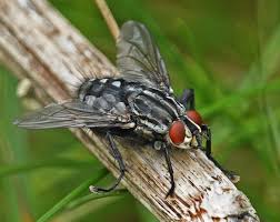 Attēlu rezultāti vaicājumam “Sarcophaga carnaria”