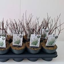 Attēlu rezultāti vaicājumam “Salix repens subsp. rosmarinifolia”