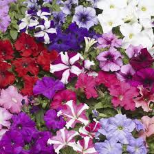 Image result for Petunia