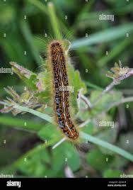 Attēlu rezultāti vaicājumam “Malacosoma castrensis larva”