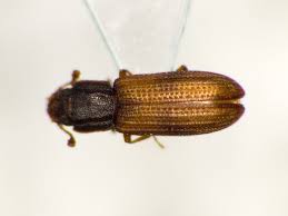 Attēlu rezultāti vaicājumam “Bitoma crenata”