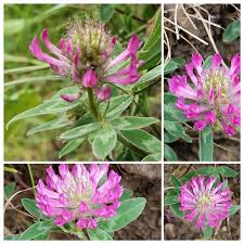 Attēlu rezultāti vaicājumam “Trifolium medium flower”
