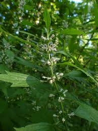 Attēlu rezultāti vaicājumam “Leonurus cardiaca”