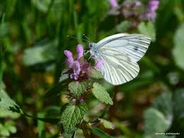 Attēlu rezultāti vaicājumam “Pieris napi”