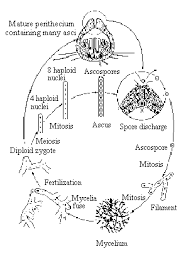 Attēlu rezultāti vaicājumam “Sordaria fimicola”