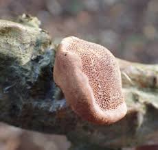 Attēlu rezultāti vaicājumam “Hapalopilus nidulans”