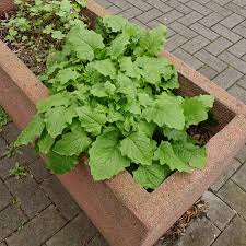 Attēlu rezultāti vaicājumam “Lapsana communis”