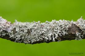 Attēlu rezultāti vaicājumam “Physcia tenella”