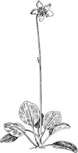 Attēlu rezultāti vaicājumam “Pyrolaceae”