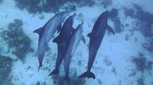 Image result for Belfairs Dolphins Snorkelling Club