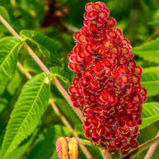 Attēlu rezultāti vaicājumam “Rhus typhina flower”