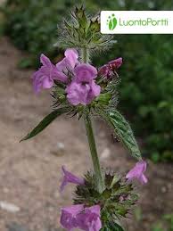 Attēlu rezultāti vaicājumam “Clinopodium vulgare”