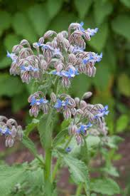 Image result for Borago officinalis