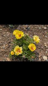 Attēlu rezultāti vaicājumam “Colchicum luteum flower”