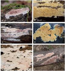 Attēlu rezultāti vaicājumam “Ceriporia purpurea”