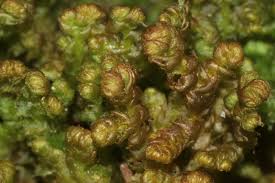 Attēlu rezultāti vaicājumam “Ptilidium ciliare”