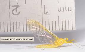 Attēlu rezultāti vaicājumam “Heptagenia sulphurea female”