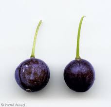 Attēlu rezultāti vaicājumam “Polygonatum multiflorum  fruit”