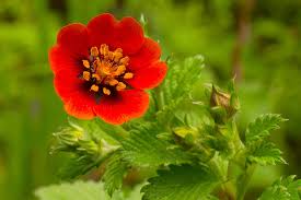 Attēlu rezultāti vaicājumam “Potentilla arenaria flower”