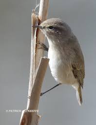 Attēlu rezultāti vaicājumam “Phylloscopus collybita”