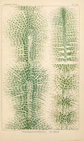 Attēlu rezultāti vaicājumam “Batrachospermum moniliforme”