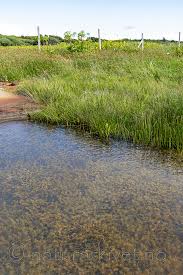 Attēlu rezultāti vaicājumam “Chara polyacantha”