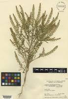 Attēlu rezultāti vaicājumam “Lepidium densiflorum”