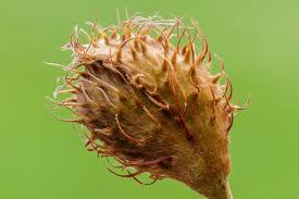 Attēlu rezultāti vaicājumam “Fagus sylvatica fo. laciniata bud”