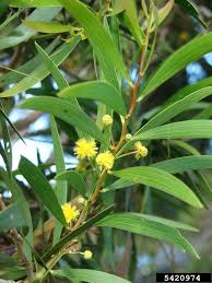 Attēlu rezultāti vaicājumam “Aphis confusa”