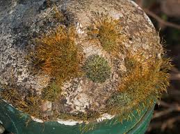 Attēlu rezultāti vaicājumam “Tortula muralis”