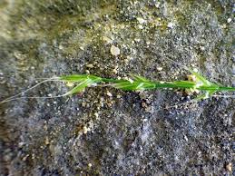 Attēlu rezultāti vaicājumam “Brachypodium sylvaticum”