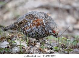 Attēlu rezultāti vaicājumam “Tetrastes bonasia female”