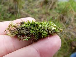 Attēlu rezultāti vaicājumam “Riccia canaliculata”