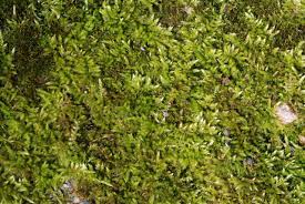 Attēlu rezultāti vaicājumam “Brachythecium albicans”