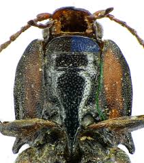 Attēlu rezultāti vaicājumam “Selatosomus cruciatus”