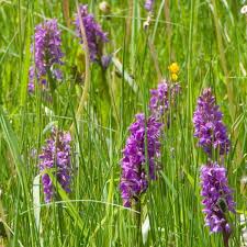 Attēlu rezultāti vaicājumam “Stachys palustris flower”