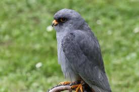 Image result for Falco vespertinus